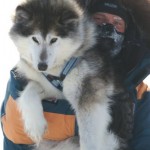 Tobia Torleifsson