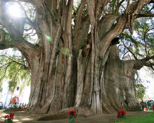 tule tree